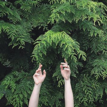 Hands and green tree - Kostenloses image #136559