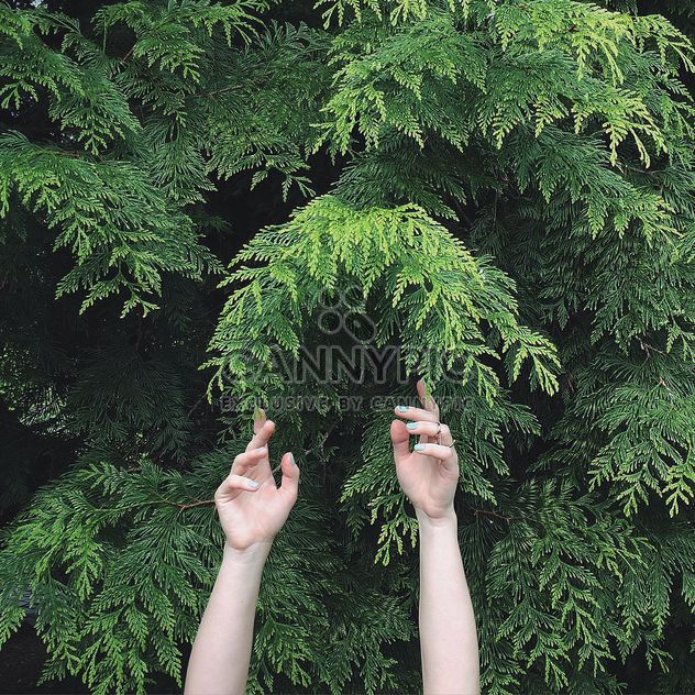 Hands and green tree - Free image #136559