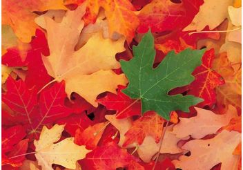 Autumn Foliage - vector gratuit #146339 