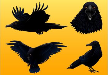 Crow Graphics Set - Free vector #157779