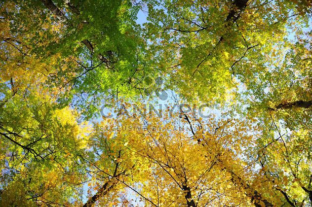 Colored autumn trees - бесплатный image #182899