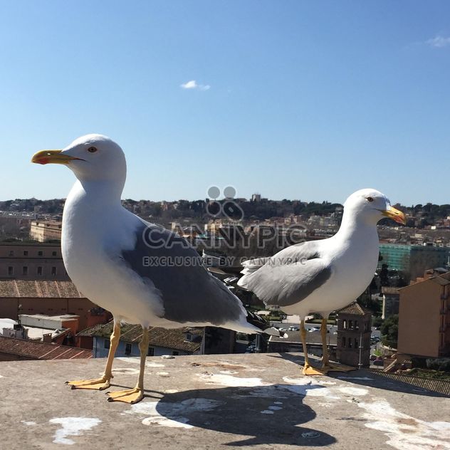 seagulls on roof - бесплатный image #183089