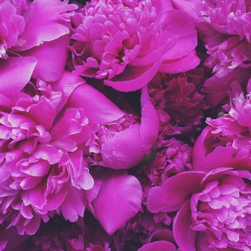 Pink peony flowers - Kostenloses image #183189