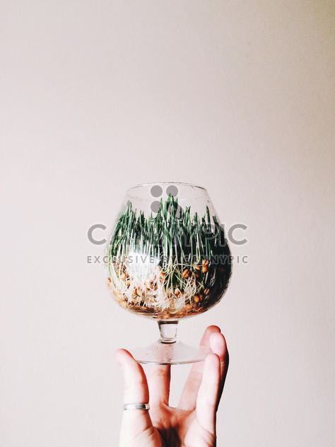 Green wet Grass in a glass - image #184199 gratis