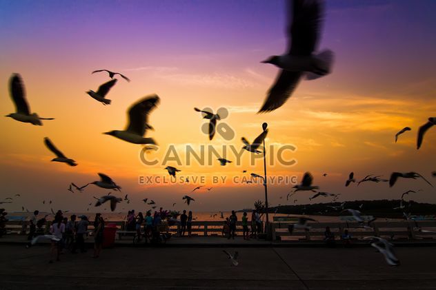 Seagulls flying in twillight sky - image #184279 gratis