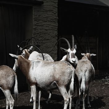 Antelopes in Zoo - бесплатный image #184289