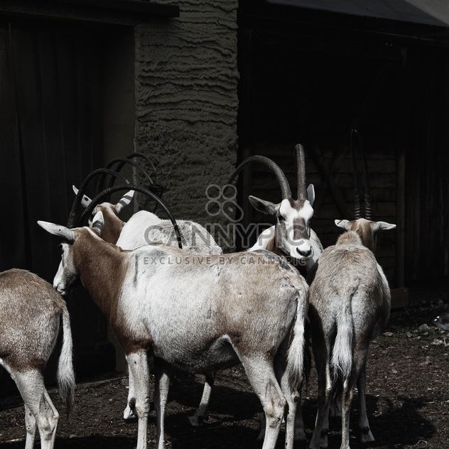 Antelopes in Zoo - image gratuit #184289 