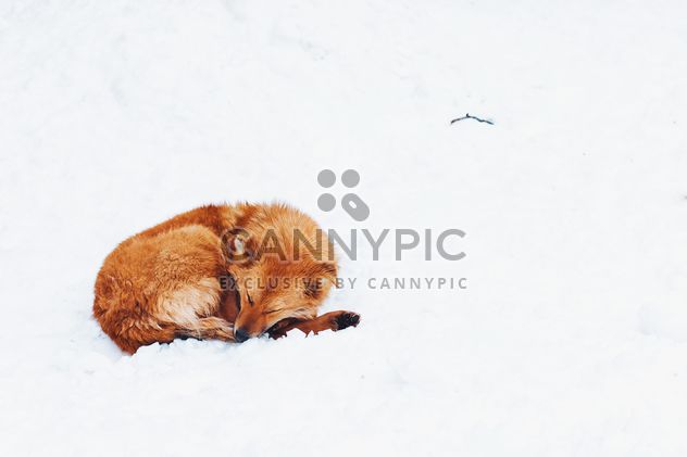 Red dog on a snow - image gratuit #184409 