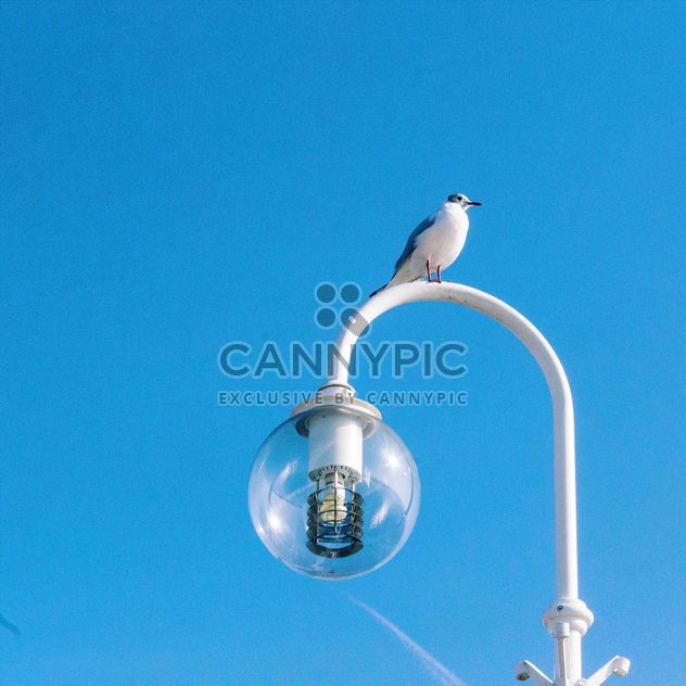 Seagull on the sky background - бесплатный image #184629