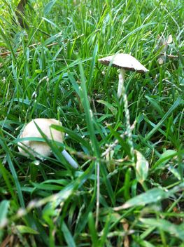 #mushroom #plant #garden #grass #green - image gratuit #185729 