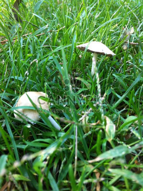 #mushroom #plant #garden #grass #green - бесплатный image #185729
