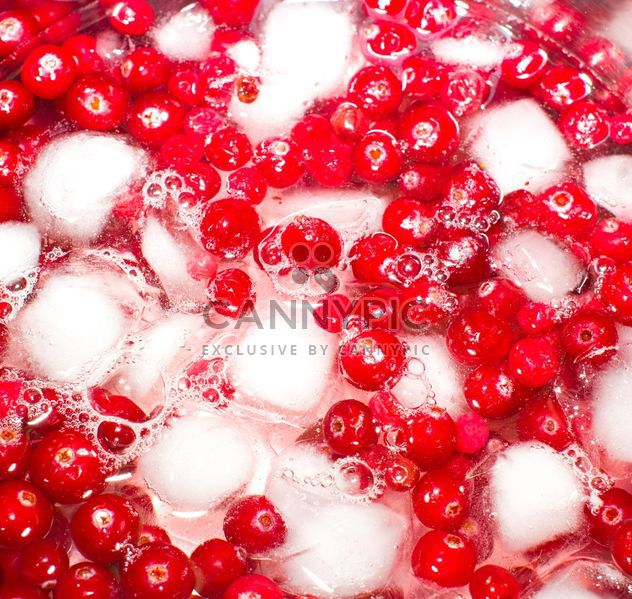 Lingonberry in ice - Free image #185869
