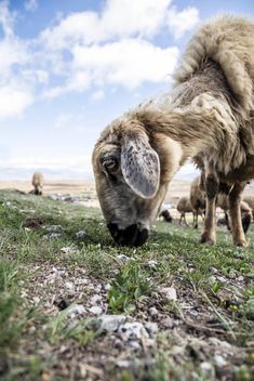 Sheep on pature - image #185929 gratis
