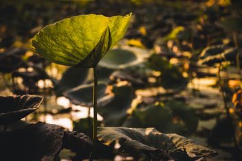 Lotus leaves in pond - Free image #186079