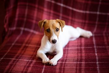 Jack Russell Terrier puppy - image gratuit #186149 