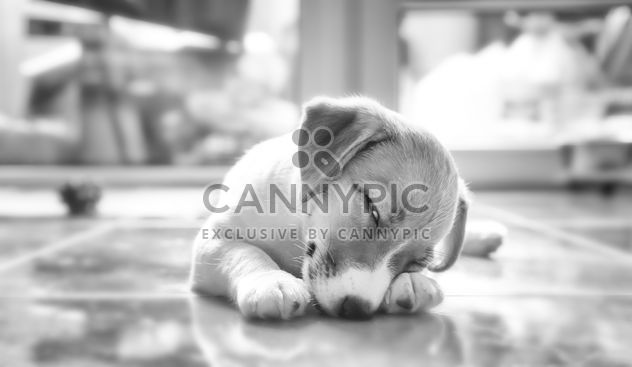 Puppy lying on floor - image #186289 gratis