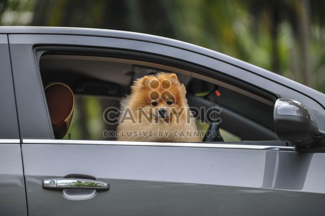 Dog poking out of a car - image #186439 gratis