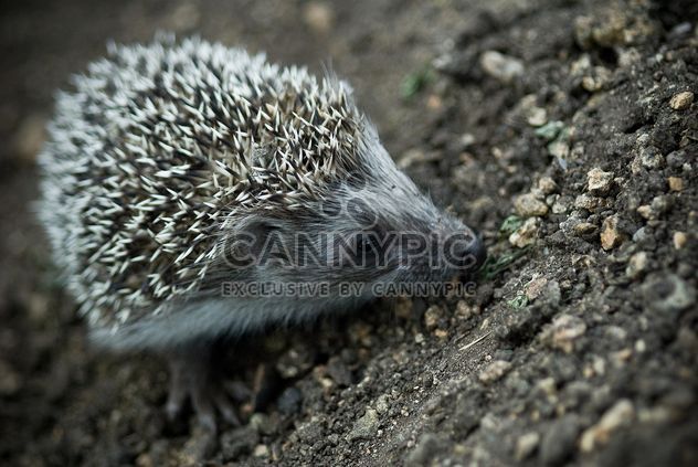 Cute hedgehog on ground - image gratuit #187709 