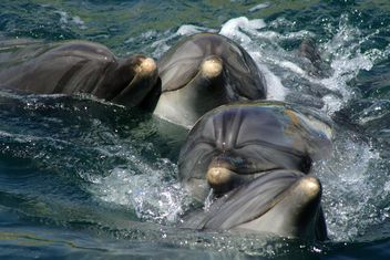 Dolphins in dolphinarium pool - Kostenloses image #187769