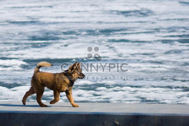 Dog running along the waterfront - Free image #187779
