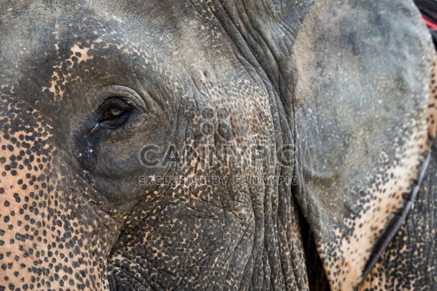 Elephant portrait - Free image #198049