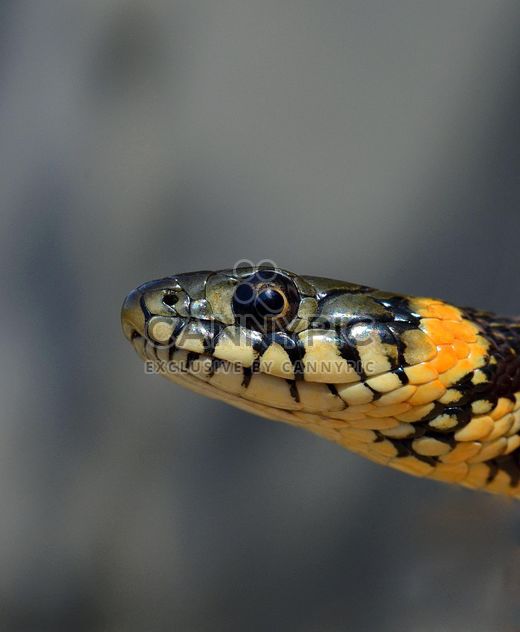 Portrait of grass snake - Kostenloses image #198219