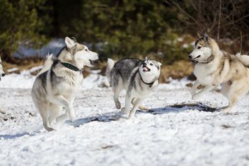 Husky dogs in winter - бесплатный image #198629