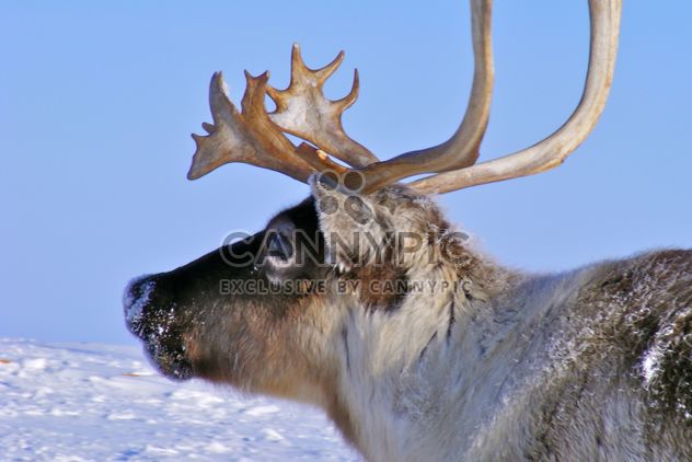 Reindeer - image #199009 gratis