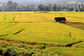 Rice field terraces, Chiang Mai Province, Thailand - Kostenloses image #199019