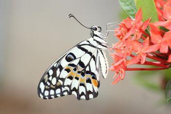 Junonia lemonias Butterfly - image gratuit #199039 