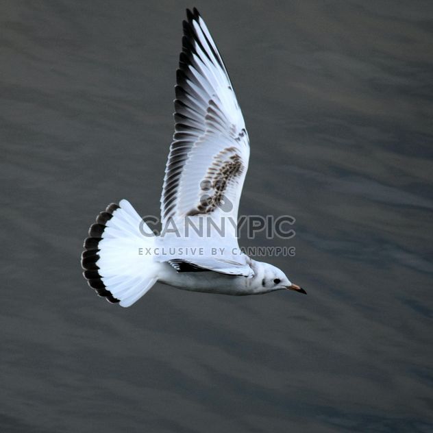 Seagull flying over sea - image #201429 gratis