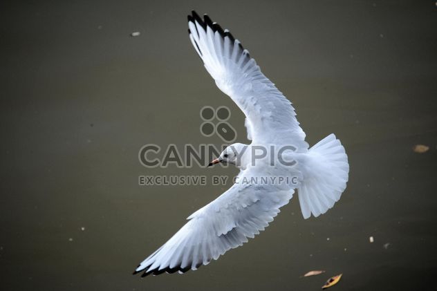 Seagull flying over sea - image #201439 gratis