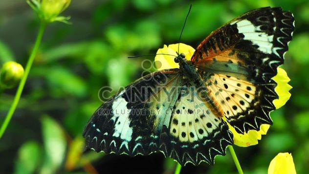 Butterfly on yellow flower - image gratuit #201529 