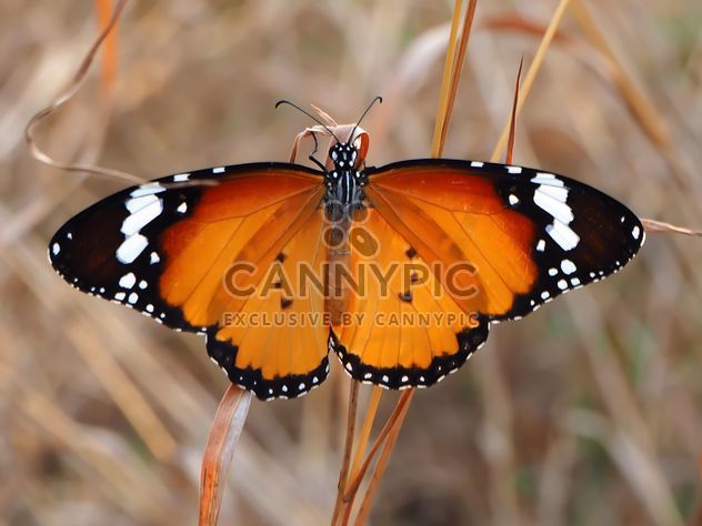 Brown butterfly on grass - image gratuit #201549 