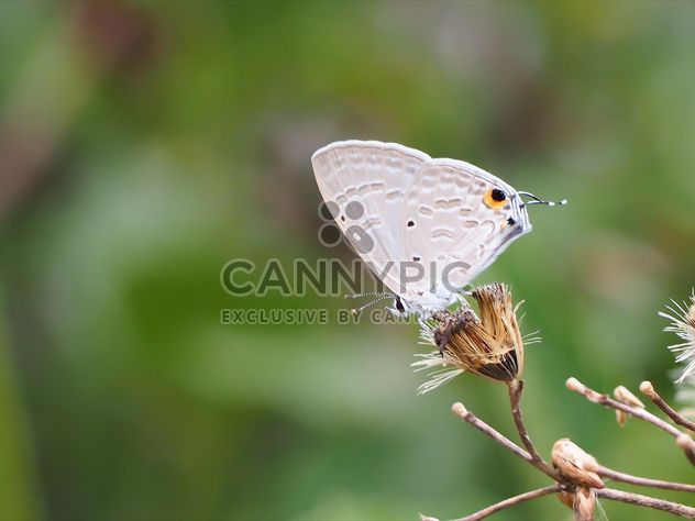 Close-up of butterfly in garden - Free image #201569