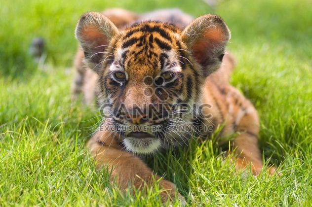 Baby Tiger Close Up - Kostenloses image #201599