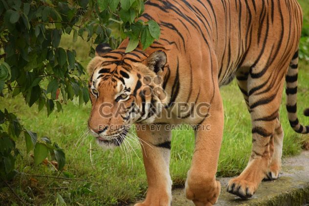 Tiger in the Zoo - image #201619 gratis