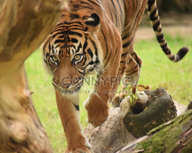 Tiger in the Zoo - бесплатный image #201629