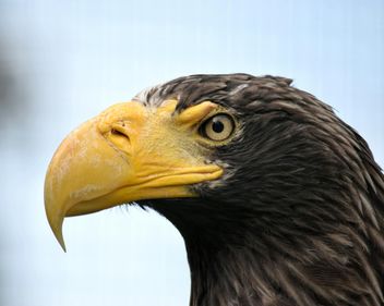 Close-Up Portrait Of Eagle - image gratuit #201649 