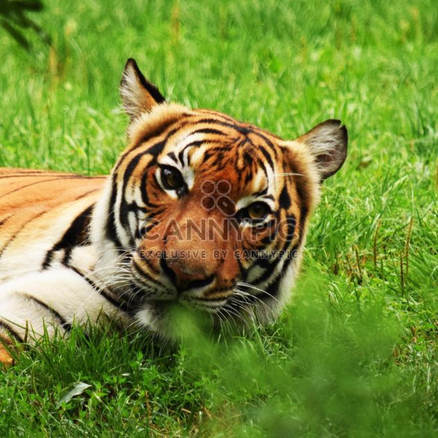 Tiger in the Zoo - Free image #201659