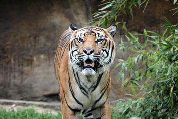 Tiger Close Up - Kostenloses image #201699
