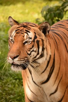 Tiger Close Up - image #201709 gratis