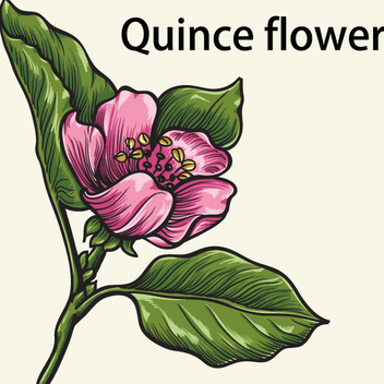 Quince Flower - Free vector #202709