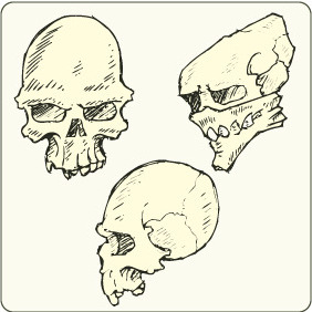 Skulls Set 2 - Free vector #209499