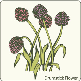 Drumstick Flower - vector gratuit #209599 