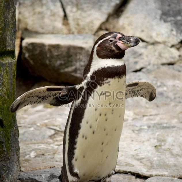 Penguin in The Zoo - image #225329 gratis