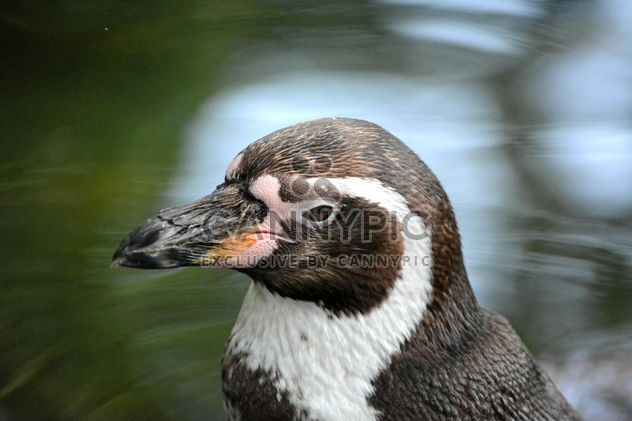 Portrait of Penguin - image gratuit #225339 