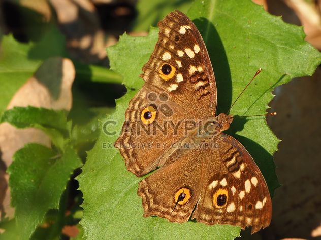 Butterfly close-up - image #225359 gratis