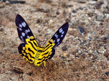 Butterfly close-up - image gratuit #225409 