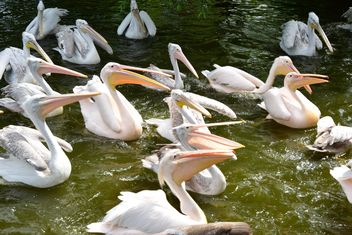 Pink Pelicans - Kostenloses image #229479